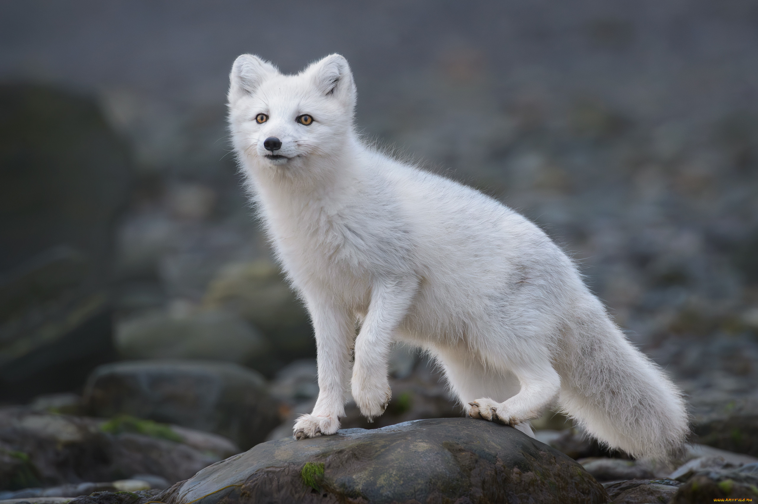 , , , , , , , , , , , , mike, reyfman